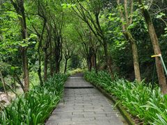 -广州白江湖森林公园