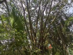 -云南勐巴娜西珍奇园