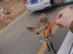 -秦皇岛野生动物园