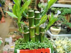 -双季花艺园艺市场(浦东店)