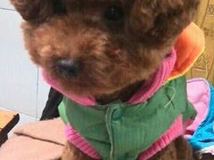 -Oh My Dog宠物沙龙(伊珊娜皮毛护理店)