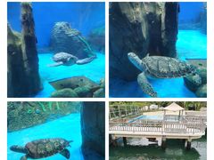 -广东惠东海龟国家级自然保护区