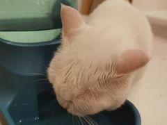 -Let's go狗咖·猫咖·奶狗·桌游(春熙路IFS店)