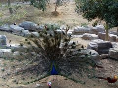 -泉州海丝野生动物世界