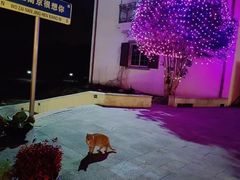 -大塘金香草谷