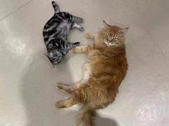 -藏猫猫咖啡主题馆(中央大道店)