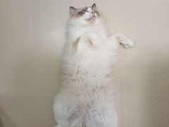 -猫在这儿猫咪咖啡馆·撸猫馆