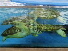 -芜湖新华联大白鲸海洋公园