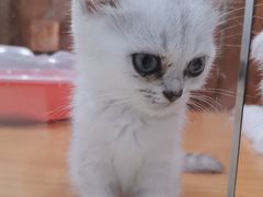 -龟与熊猫宠物公园(南坪店)