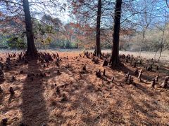 -溱湖国家湿地公园