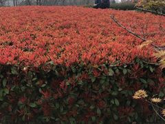 -白塘生态植物园