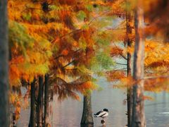 -白鹭湾湿地公园