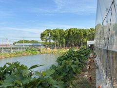 -马陆小张葡萄园农家乐