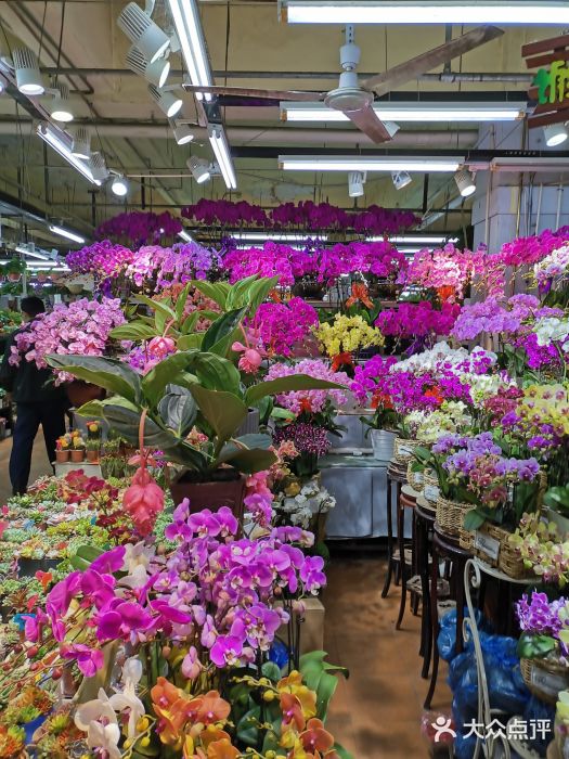 长春青怡坊鲜花批发(青怡坊花鸟市场店)图片