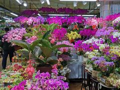-长春青怡坊鲜花批发(青怡坊花鸟市场店)