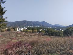 -香雪海
