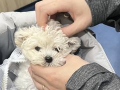 -佩兹宠物医院肿瘤专科·眼科·牙科(黄浦店)