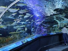 -上海海洋水族馆