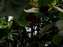-南山植物园