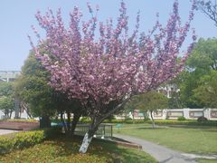 -七宝老街-闵行市民文化广场