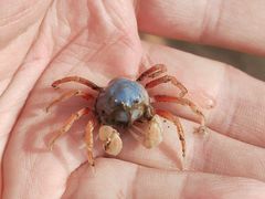 -红树林天天赶海