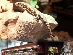 -帕帕拉兹宠物(亚洲旗舰店)