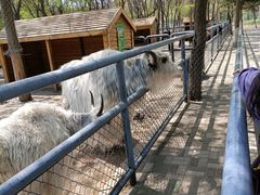 -长白岛森林公园