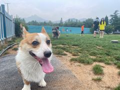 -趣玩宠物乐园寄养训犬训狗游泳池