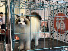 -上海跨国采购会展中心