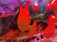 -阿拉丁新疆风味餐厅·清真(罗廊巷店)