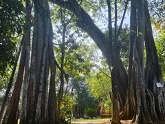 -瑞丽独树成林风景区