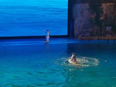 -芜湖新华联大白鲸海洋公园