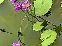 -国家植物园南园