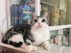 -Bastet sally猫舍购宠(静安店)