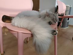 -猫腻·猫咖·撸猫馆(星光大道店)