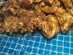 -连鹭海鲜·海肠捞饭·海胆饭(星海店)