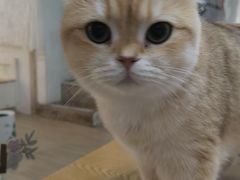 -李小姐の猫咖啡馆(五角场店)
