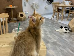 -楼上猫咖(罗湖店)