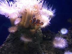 -悉尼海洋生物水族馆