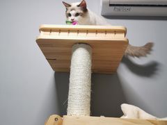 -Bastet sally猫舍购宠(静安店)
