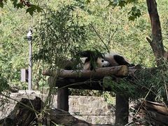 -都江堰中华大熊猫苑