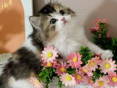 -小猫来了·猫舍(红山六九七九店)