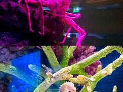 -暹罗海洋世界