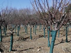 -大兴滨河森林公园