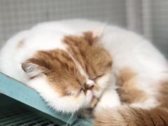 -喵屿·大理花园猫咖