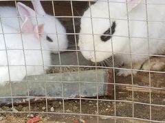 -都江堰玫瑰花溪谷