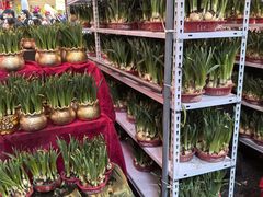 -越秀西湖花市(广州城市广场花卉店)