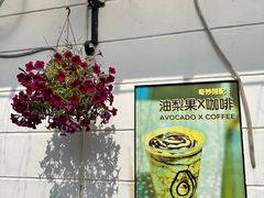 -油梨树AVOCADO TREE(顺义新国展店)