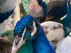 -西双版纳原始森林公园