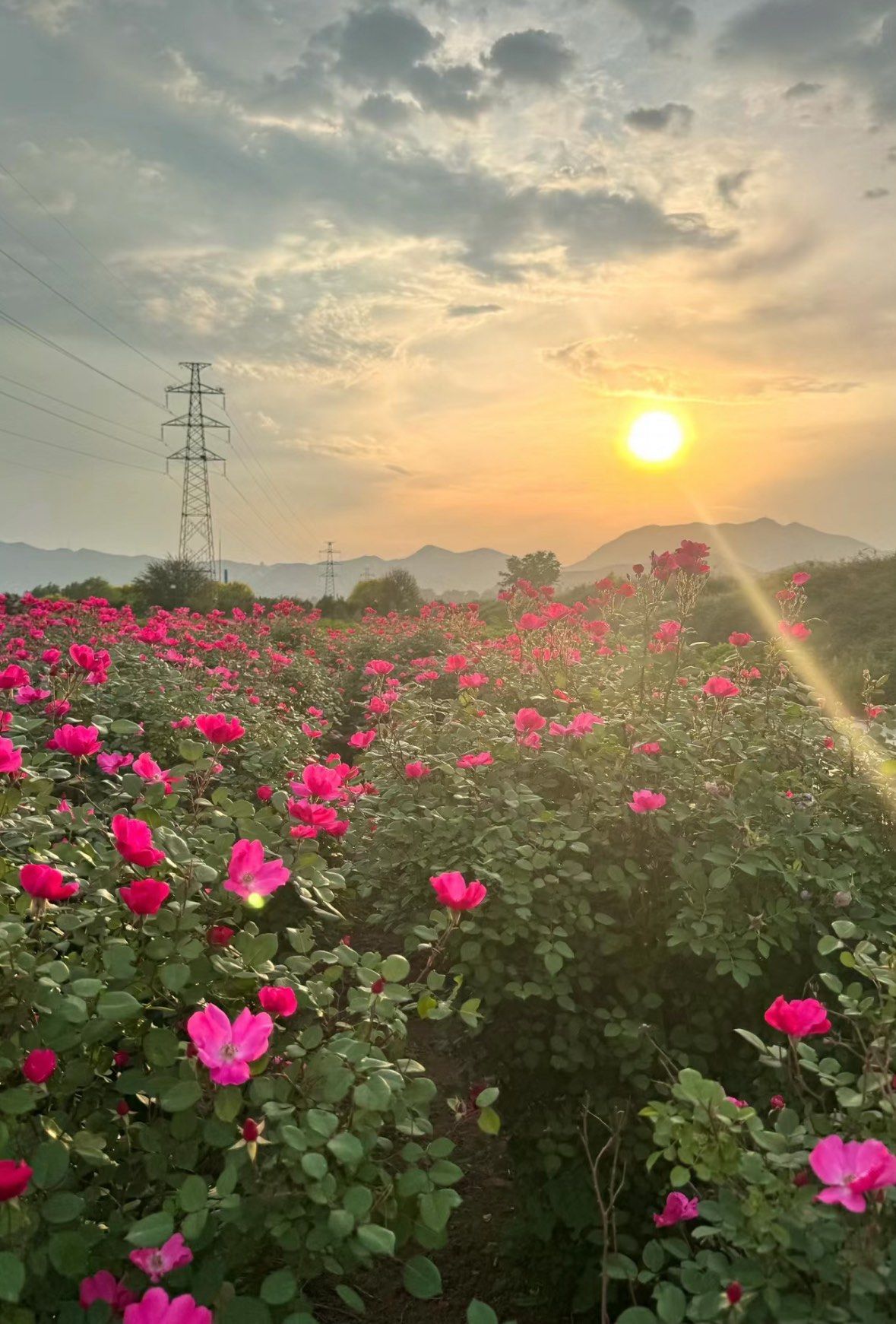 玫瑰花海,我在等你